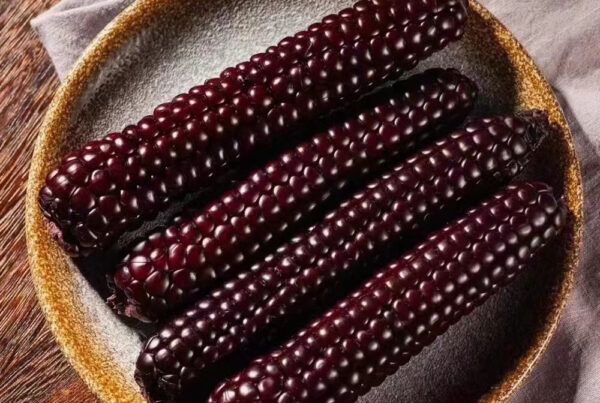 Ngô nếp (Bắp nếp)