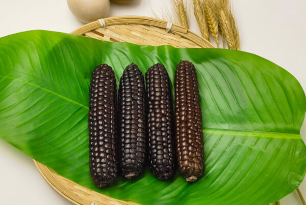 Bắp Nếp – Siêu Thực Phẩm Giàu Dinh Dưỡng: Lợi Ích Sức Khỏe Và Các Món Ngon Từ Bắp Nếp (Waxy Corn)