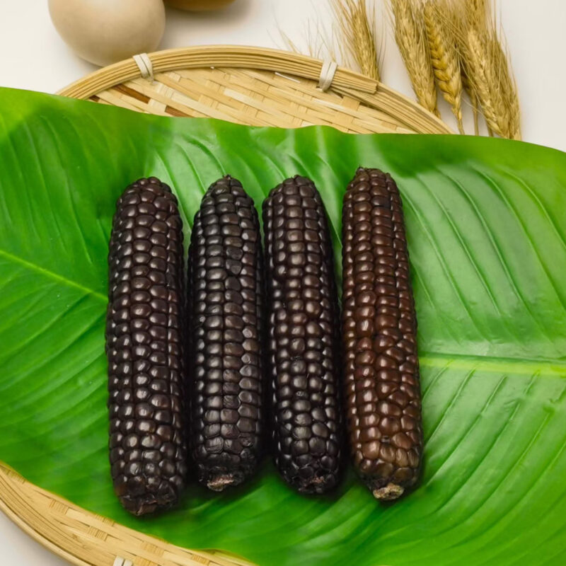 Bắp Nếp – Siêu Thực Phẩm Giàu Dinh Dưỡng: Lợi Ích Sức Khỏe Và Các Món Ngon Từ Bắp Nếp (Waxy Corn)