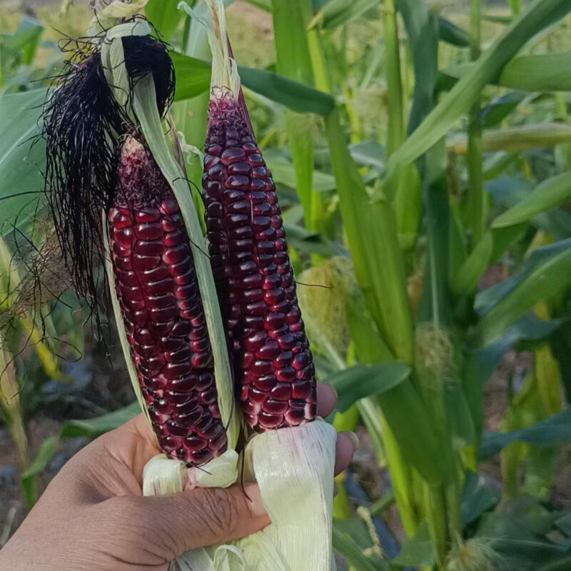 Ngô nếp (bắp nếp) tím